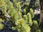 Bristlecone